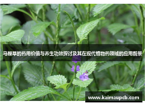 马鞭草的药用价值与养生功效探讨及其在现代植物药领域的应用前景